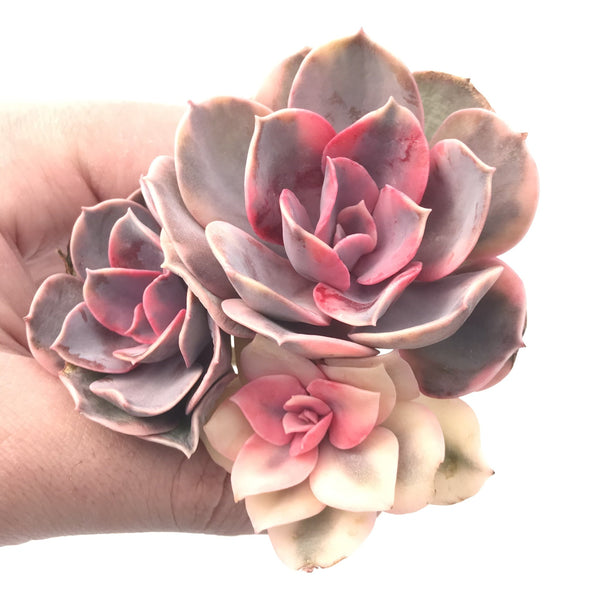 Echeveria ‘Rainbow’ Variegated Cluster 4” Rare Succulent Plant