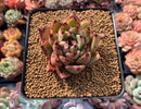 Echeveria Agavoides 'Pamila' 3" Succulent Plant