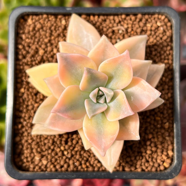 Graptopetalum 'Paraguayense' 2" Succulent Plant