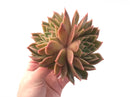 Echeveria Agavoides 'Walshire' 7"+ Succulent Plant