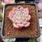 Echeveria 'Amazing Grace' 1" Succulent Plant