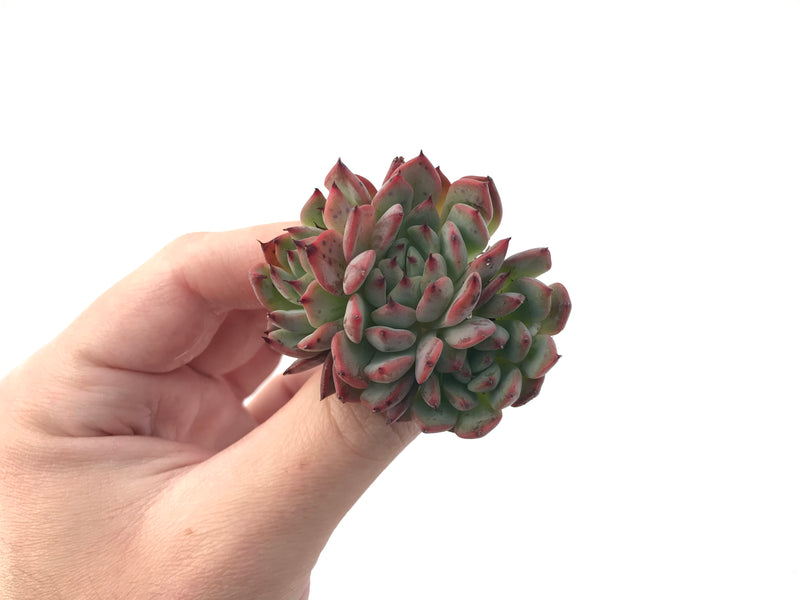 Echeveria 'Vivace' 1"-2" Succulent Plant