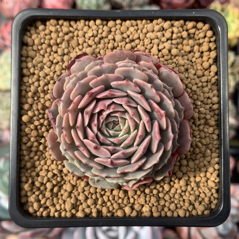 Echeveria 'Tuxpan' 2" Succulent Plant