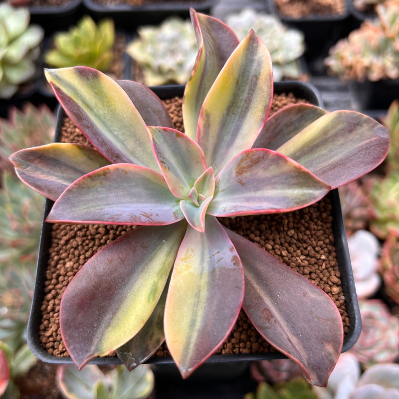 Graptoveria 'Fred Ives' Variegated 3" Succulent Plant