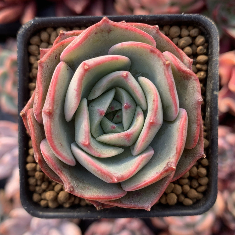 Echeveria 'Montfleuri 1"-2" New Hybrid Powdery Succulent Plant