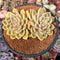 Echeveria 'Arje' 3" Cluster Succulent Plant