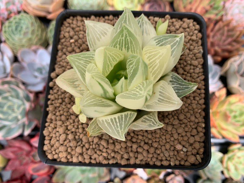 Haworthia 'Retusa' Variegated 3" Succulent Plant