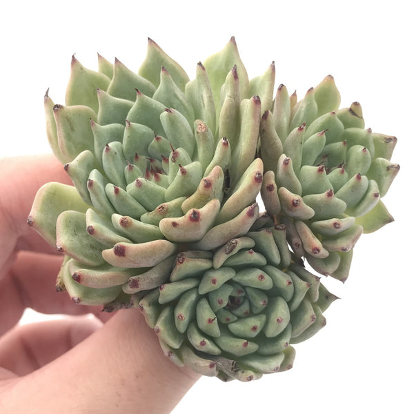 Echeveria 'Zaragosa' Cluster 3" Succulent Plant