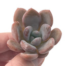 Echeveria 'Monroe Queen' 1"-2" New Hybrid Succulent Plant