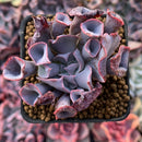 Echeveria 'Trumpet Pinky' 1" Succulent Plant