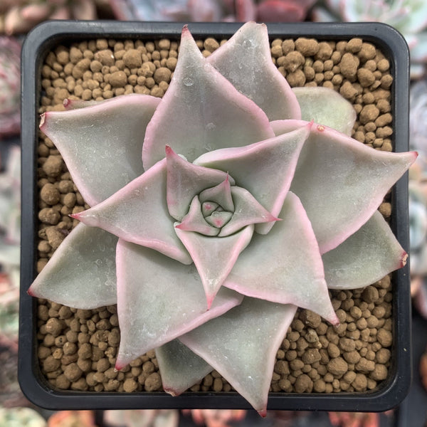 Echeveria 'Madiba' 3" Succulent Plant