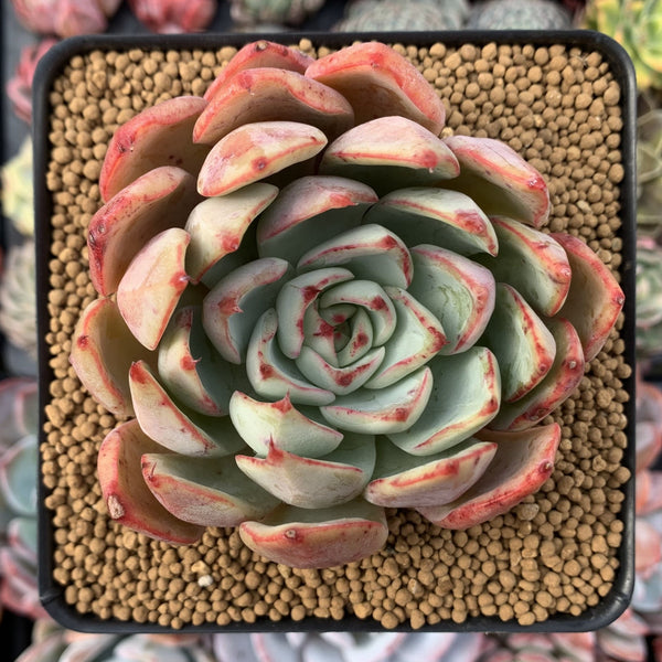 Echeveria 'Strictiflora Nova' Hybrid 4" Succulent Plant