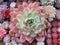 Echeveria 'Star Mark' Extra Large 6"-7" Powdery Succulent Plant