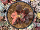 Echeveria 'Primadonna' Variegated 3"-4" Succulent Plant