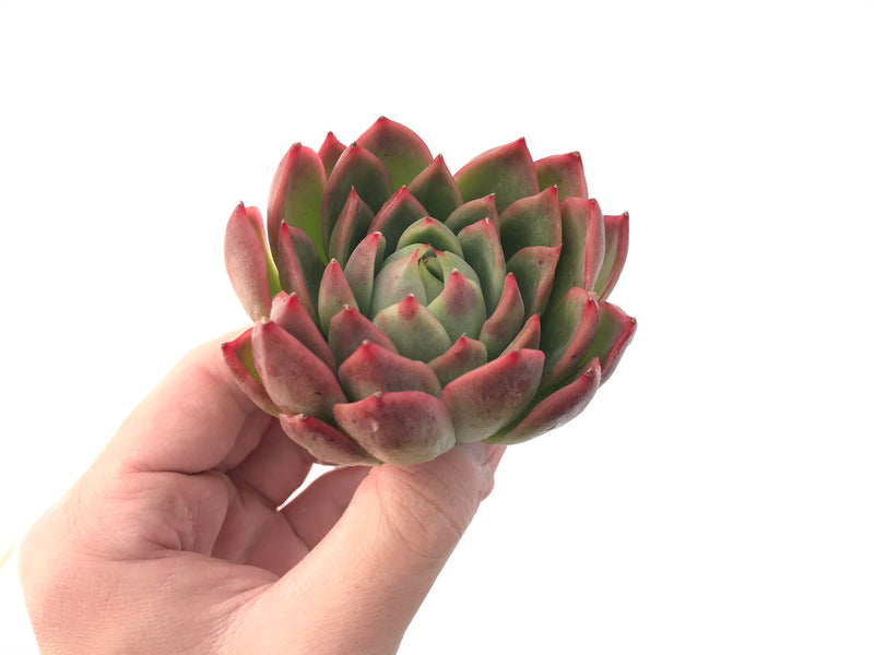 Echeveria Agavoides 'Red Witch' 3" Succulent Plant