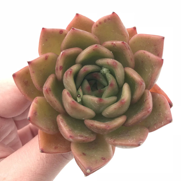 Echeveria Agavoides Unknown Hybrid 3” Rare Succulent Plant