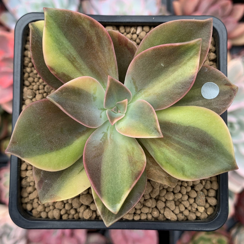 Graptoveria 'Fred Ives' Variegated 3" Succulent Plant