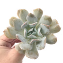 Echeveria 'Exotic' Laui x Topsy Turvery Hybrid 4" Powdery Succulent Plant