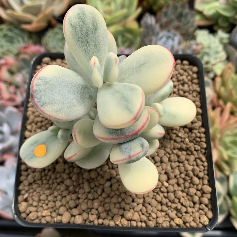 Cotyledon 'Orbiculata' Variegated 3"-4" Succulent Plant