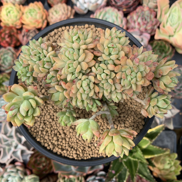 Graptosedum 'Little Beauty' 4" Cluster Succulent Plant