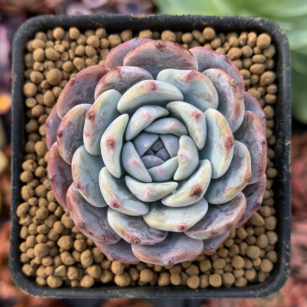 Echeveria 'Raffine' 1" Small Powdery Succulent Plant