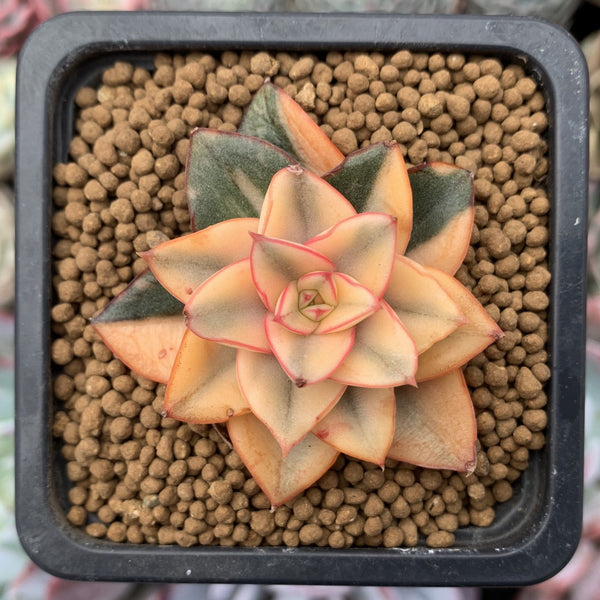 Echeveria 'Monocerotis' Variegated 1" Small Succulent Plant