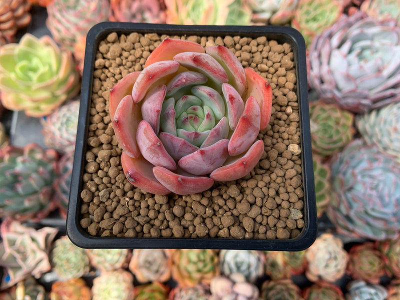 Echeveria 'Salmon' 2" Succulent Plant