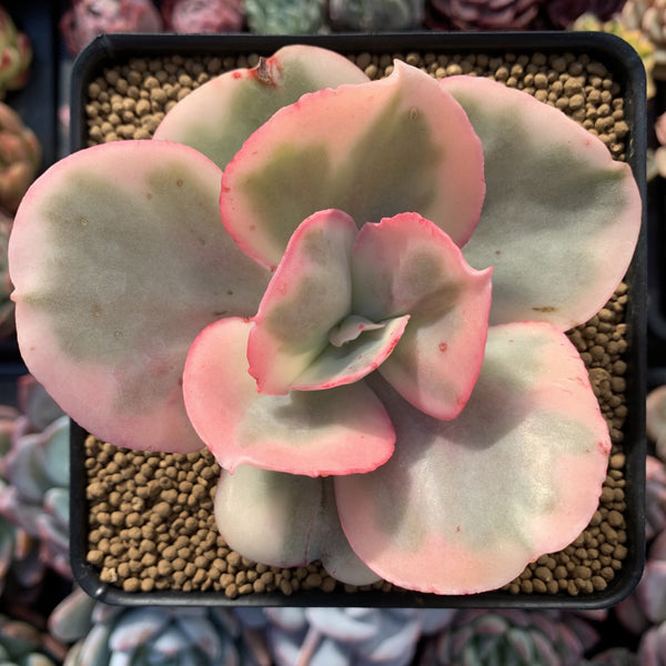 Echeveria 'Suyeon Frill' Variegated 3"-4" Succulent Plant