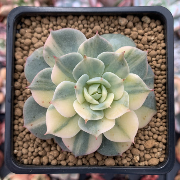 Echeveria 'Bluette' Variegated 4" Succulent Plant