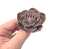 Greenovia 'El Hiero' 1"-2" Rare Succulent Plant