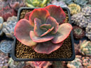 Echeveria 'Harry Butterfield' Variegated 3" Succulent Plant