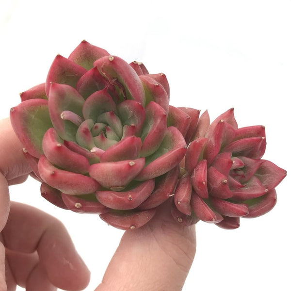 Echeveria 'Floriditi' 1"-2" Rare Succulent Plant