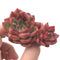Echeveria 'Floriditi' 1"-2" Rare Succulent Plant