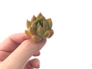 Echeveria Agavoides 'Chimera' 1" Succulent Plant