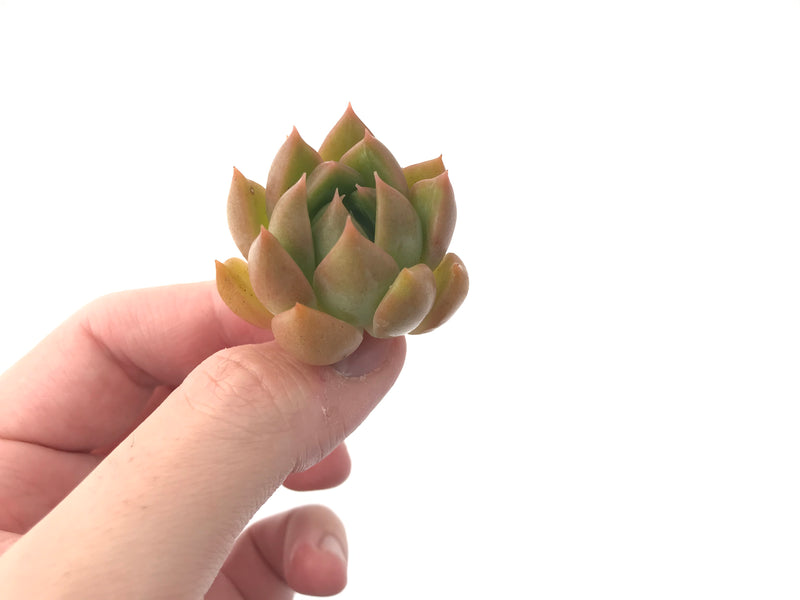 Echeveria Agavoides 'Chimera' 1" Succulent Plant