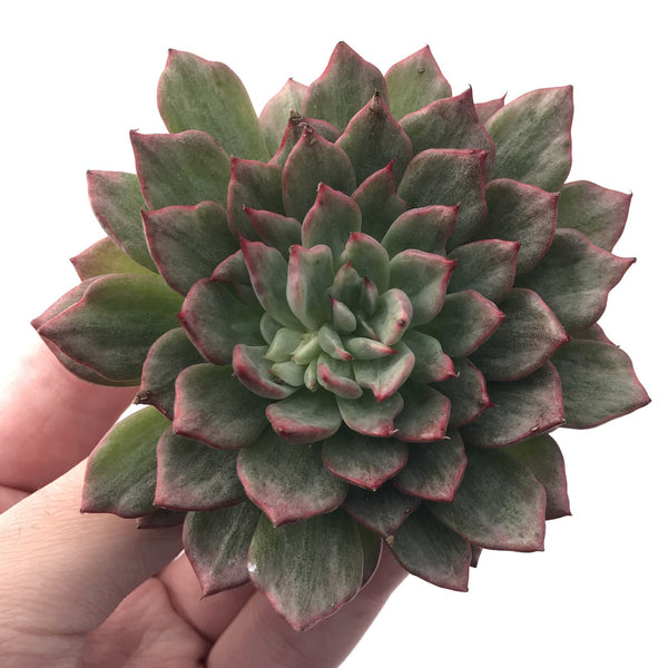 Echeveria Agavoides 'Miracle' Variegated 4" Succulent Plant