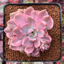 Graptoveria 'Mrs. Richards' Variegated 2" Succulent Plant