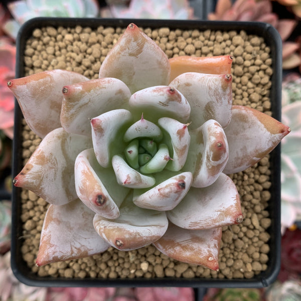 Echeveria 'Mexican Giant' 4" Powdery Succulent Plant