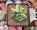 Pachyveria 'Paradoxa' Variegated 2" Succulent Plant