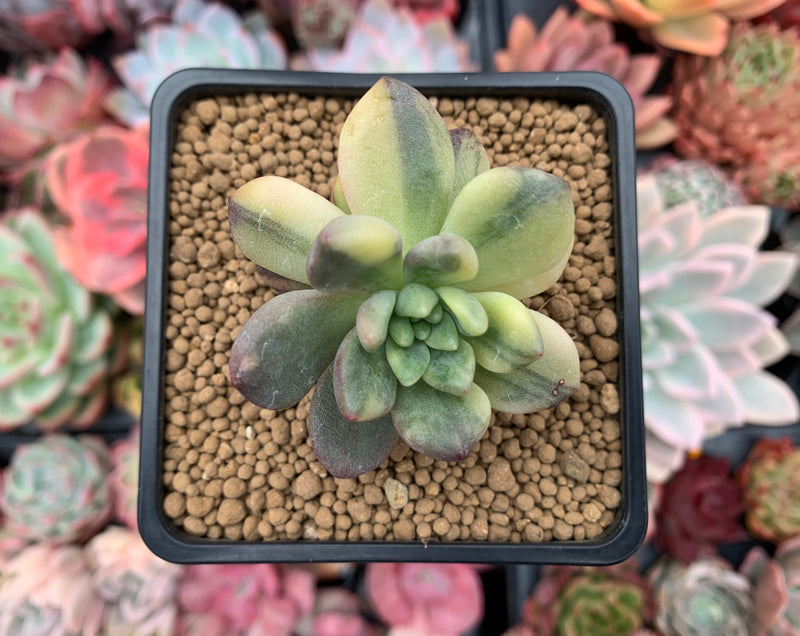 Pachyveria 'Paradoxa' Variegated 2" Succulent Plant