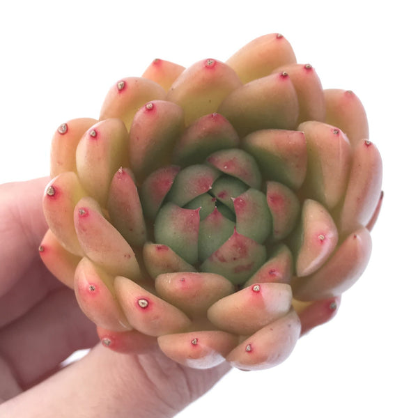 Echeveria Agavoides 'Pink Maria' 2"-3" Succulent Plant