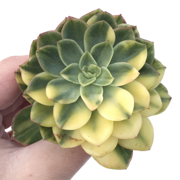 Echeveria 'Bob Jolly' Variegated 3"-4" Succulent Plant