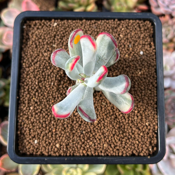 Cotyledon 'Orbiculata' Variegated 1" Succulent Plant