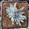 Dudleya 'White Greenii' 1"-2" Cluster Succulent Plant