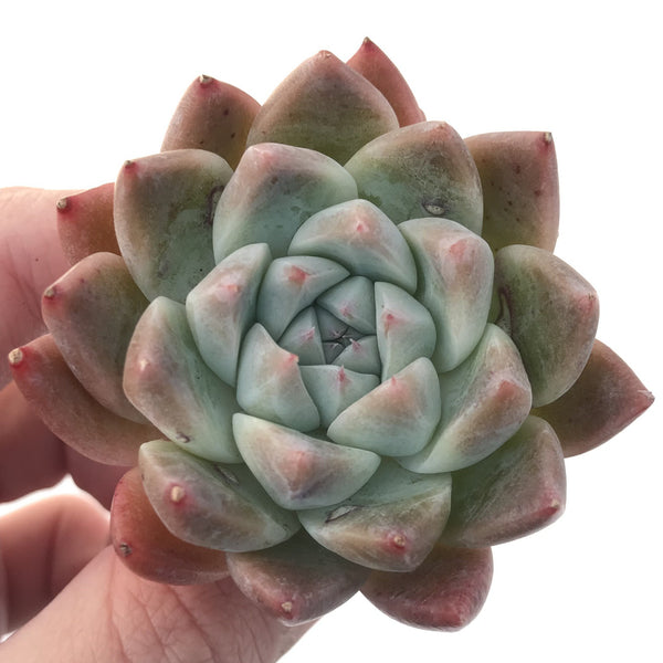 Echeveria 'Sublime' 2" Succulent Plant