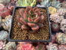 Echeveria Agavoides 'Red Bell' 2" Succulent Plant