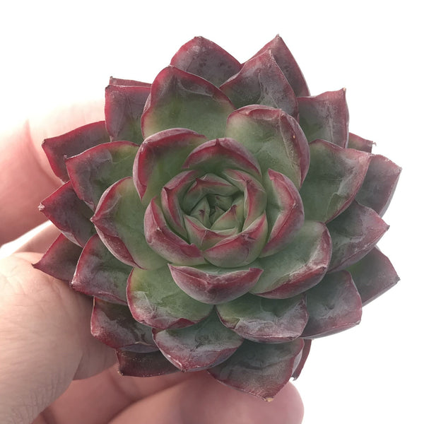 Echeveria 'Spicy Queen' 3" Succulent Plant