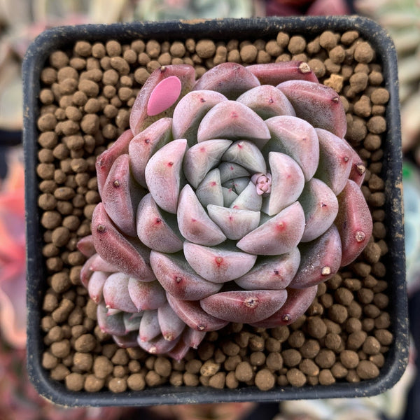 Echeveria 'Hanekansu' New Hybrid 1" Succulent Plant