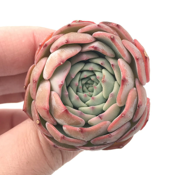 Echeveria 'Violetta' 1" New Hybrid Rare Succulent Plant