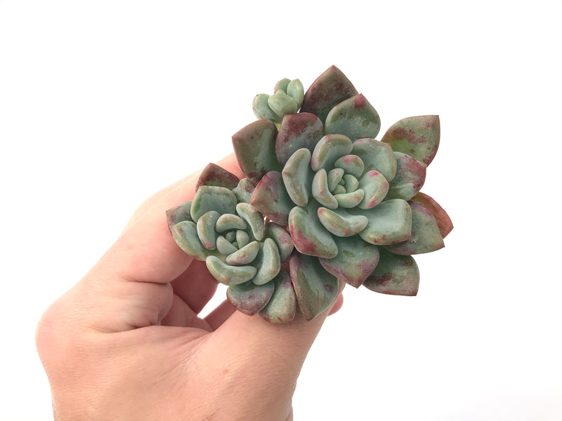 Echeveria 'Amore' Cluster 2"-3" Succulent Plant